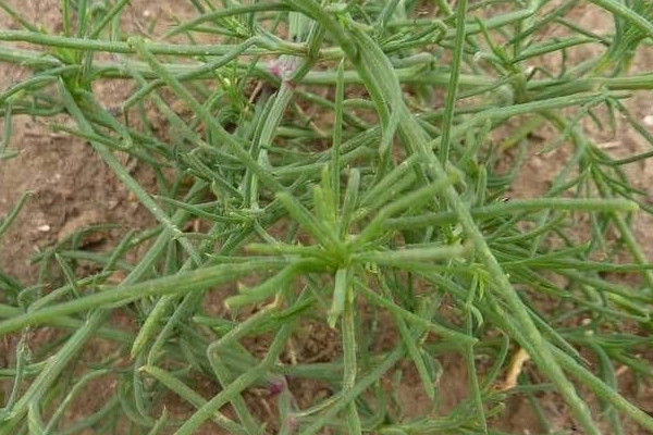 風滾草怎麼傳播種子