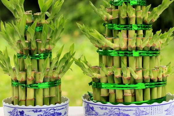 富貴竹擺在家裏什麼位置好 富貴竹擺放在哪裏最好