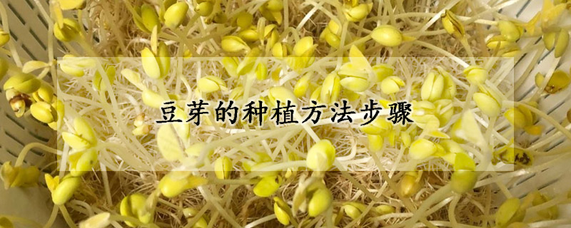豆芽的種植方法步驟