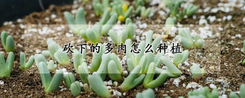 砍下的多肉怎麼種植