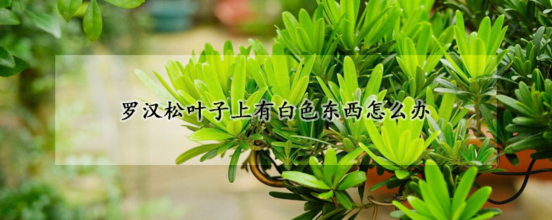 羅漢鬆葉子上有白色東西怎麼辦