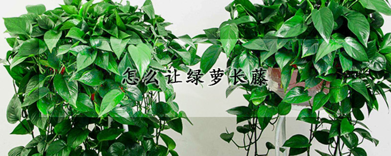 怎麼讓綠蘿長藤