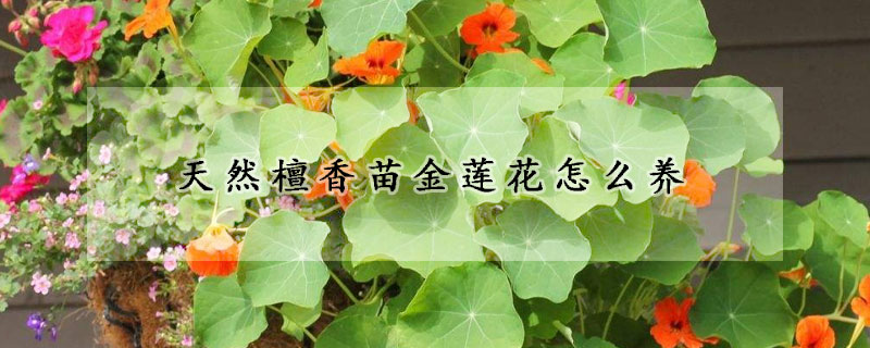 天然檀香苗金蓮花怎麼養