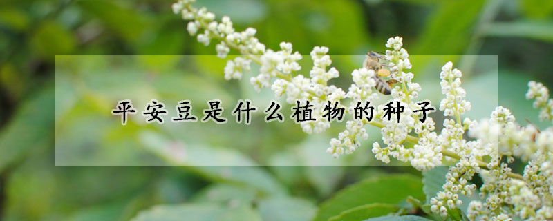 平安豆是什麼植物的種子