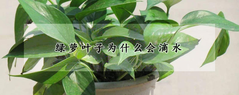 綠蘿葉子為什麼會滴水