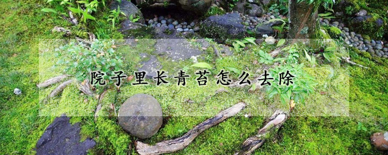 院子裏長青苔怎麼去除