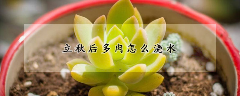 立秋後多肉怎麼澆水