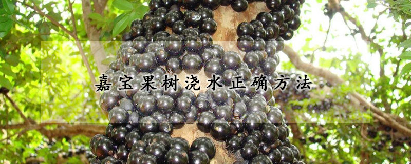 嘉寶果樹澆水正確方法