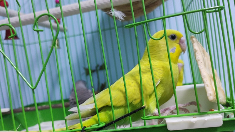 虎皮鸚鵡怎麼養