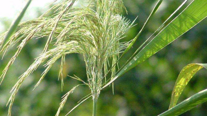 蘆根是什麼植物的根
