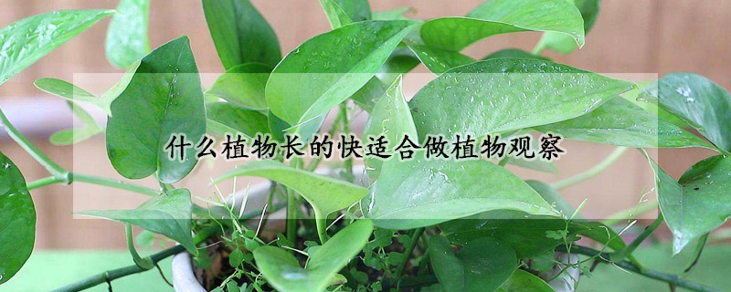 什麼植物長的快適合做植物觀察