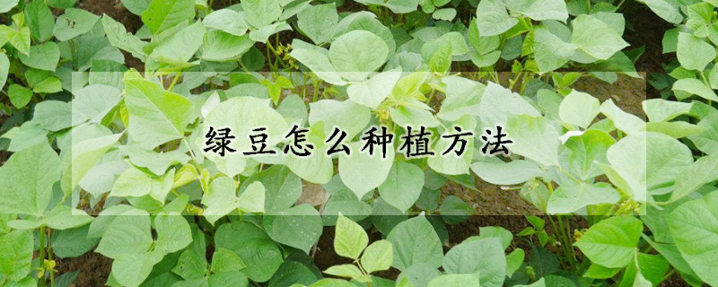 綠豆怎麼種植方法