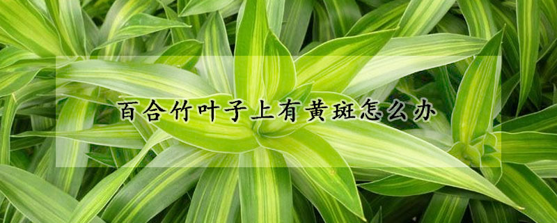 百合竹葉子上有黃斑怎麼辦