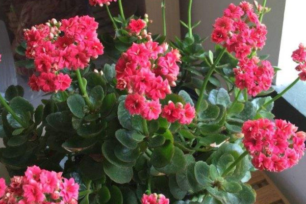 長壽花有毒嗎 能在家裏養嗎