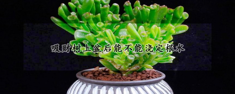 吸財樹上盆後能不能澆定根水