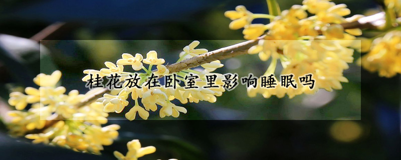 桂花放在臥室裏影響睡眠嗎
