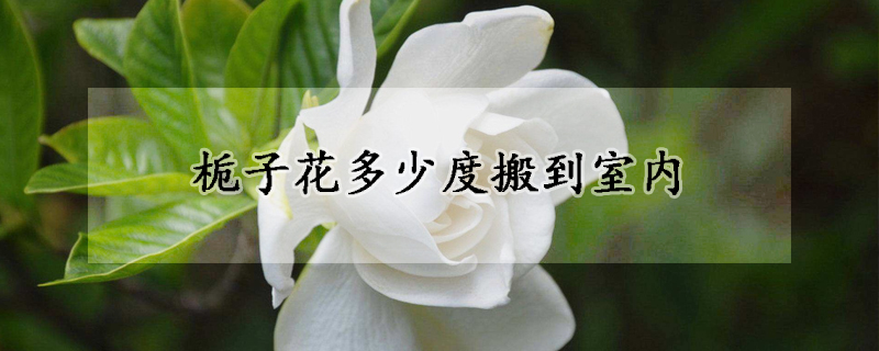梔子花多少度搬到室內