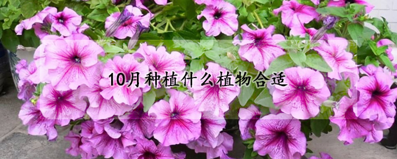 10月種植什麼植物合適