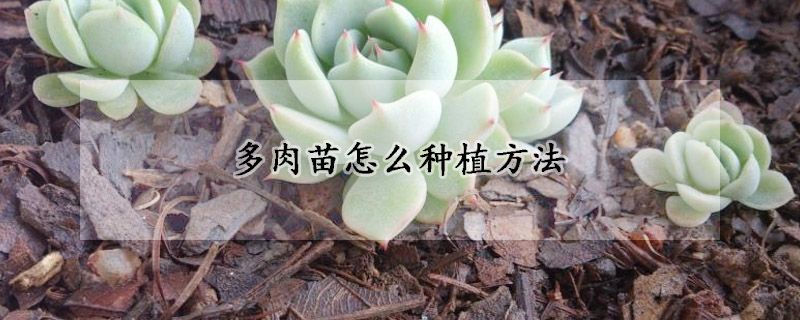 多肉苗怎麼種植方法