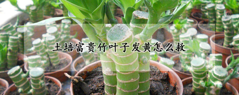 土培富貴竹葉子發黃怎麼救