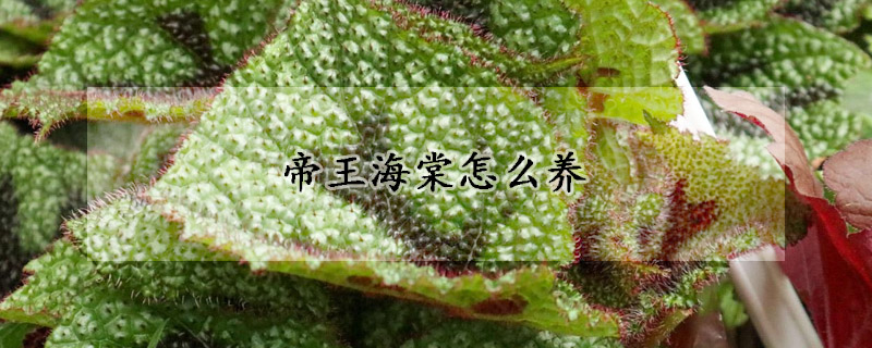 帝王海棠怎麼養