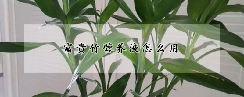 富貴竹營養液怎麼用