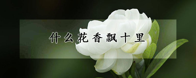 什麼花香飄十裏