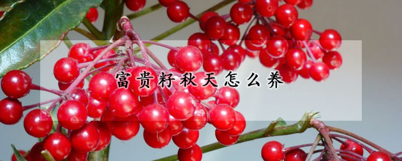 富貴籽秋天怎麼養