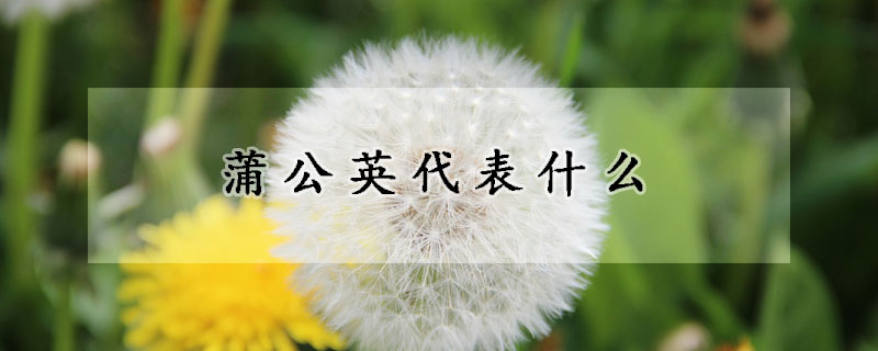 蒲公英代表什麼