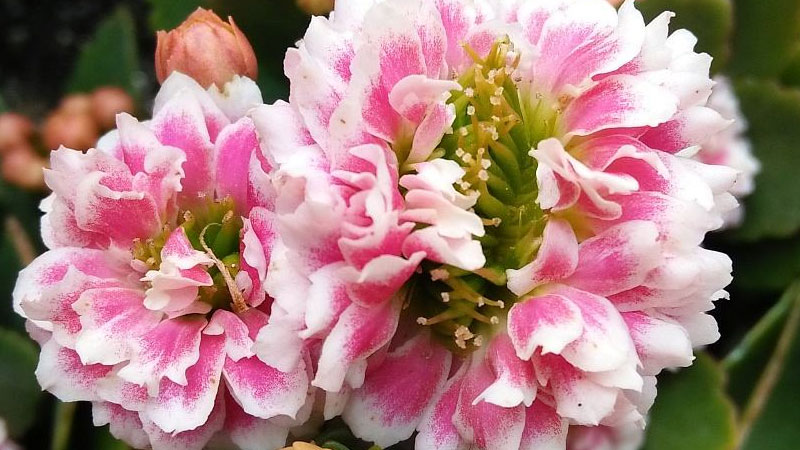 長壽花好不好養,什麼時候開花