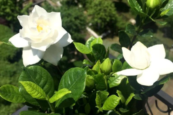梔子花有毒嗎能放在臥室裏嗎