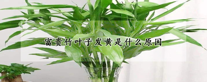富貴竹葉子發黃是什麼原因