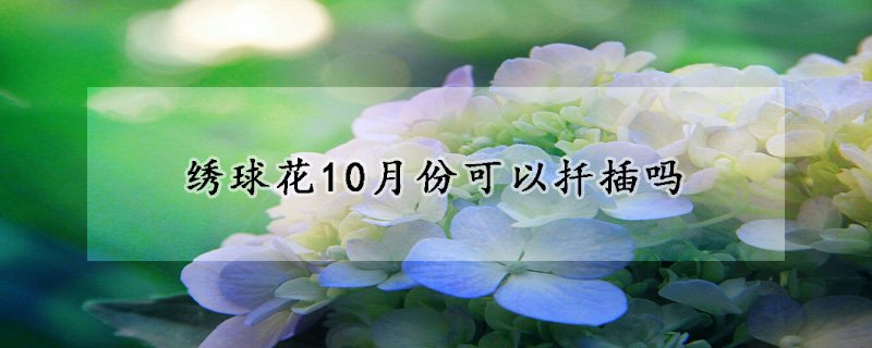 繡球花10月份可以扡插嗎