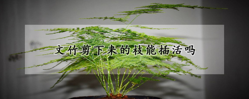 文竹剪下來的枝能插活嗎
