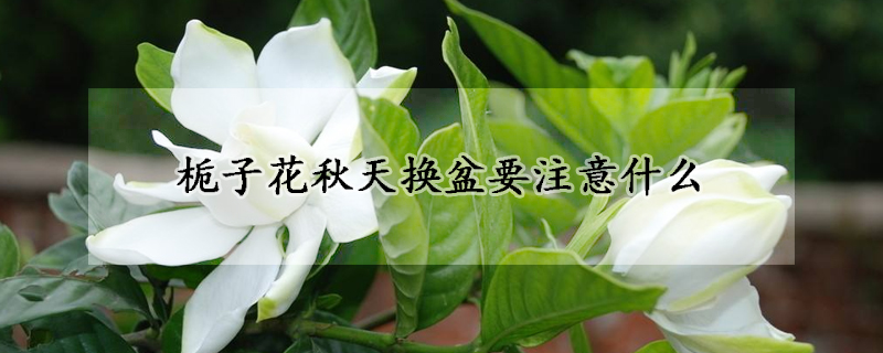 梔子花秋天換盆要注意什麼