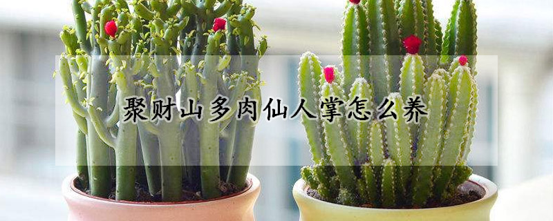 聚財山多肉仙人掌怎麼養