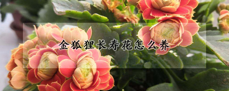 金狐狸長壽花怎麼養