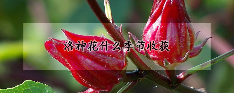 洛神花什麼季節收獲