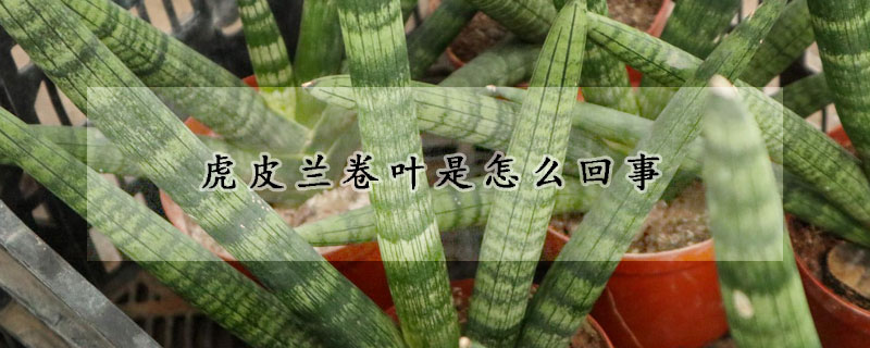 虎皮蘭卷葉是怎麼回事