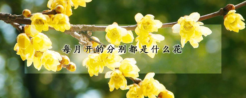 每月開的分別都是什麼花