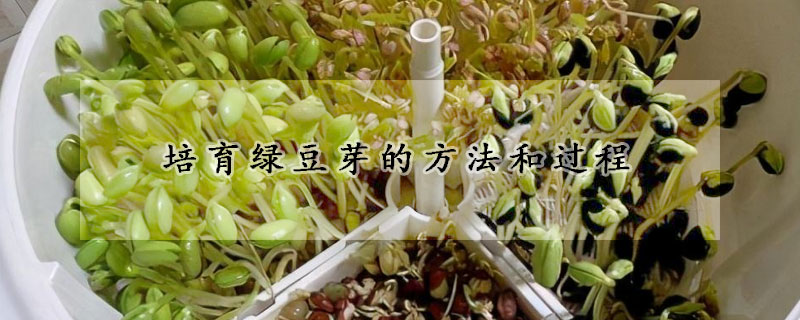 培育綠豆芽的方法和過程