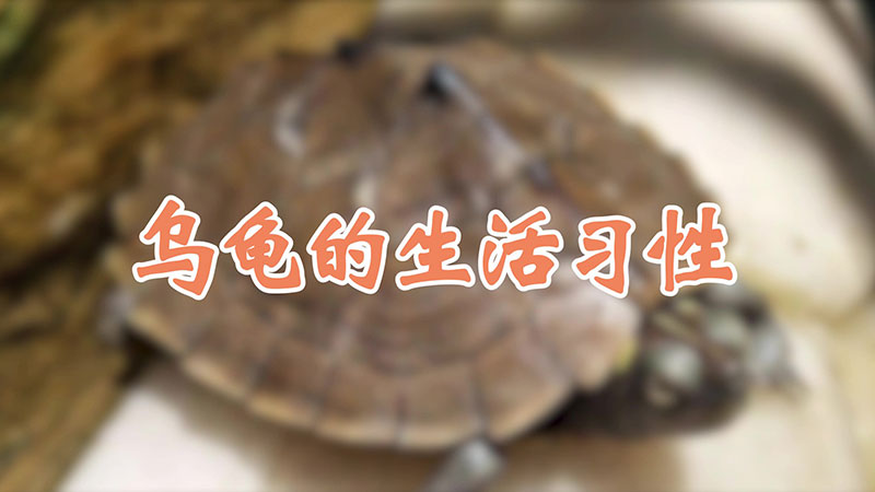 烏龜的生活習性