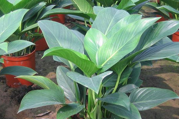 植物金鑽有毒嗎