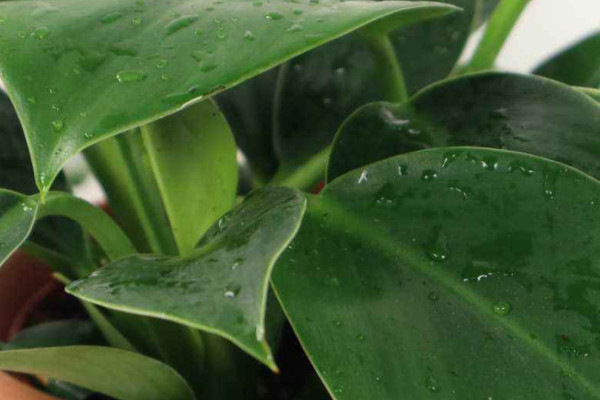 植物金鑽有毒嗎
