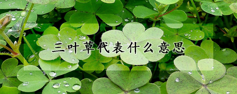 三葉草代表什麼意思