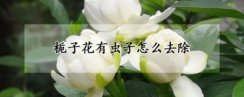 梔子花有蟲子怎麼去除