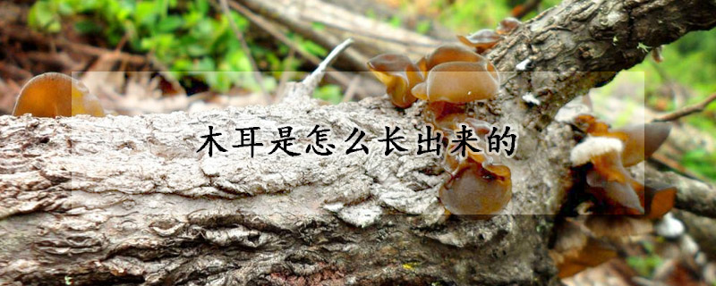木耳是怎麼長出來的