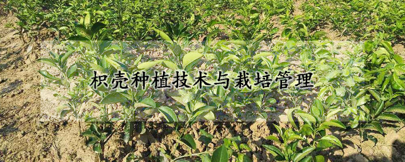 枳殼種植技術與栽培管理