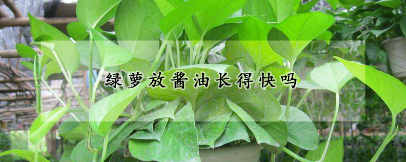 綠蘿放醬油長得快嗎