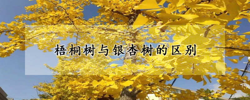 梧桐樹與銀杏樹的區別